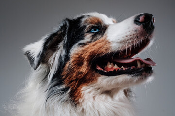 Fototapeta premium Close up photography of cute and cheerful australian dog with colourful fur in white background.