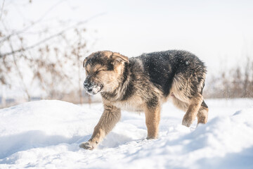 puppy german shepherd. the puppy runs in the snow.