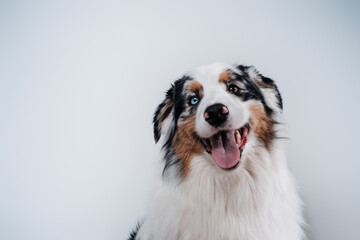 Naklejka na ściany i meble Headshot of australian breed dog with brown and blue eyes in white background. Best human's friend.