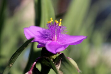 close up of a purple flower