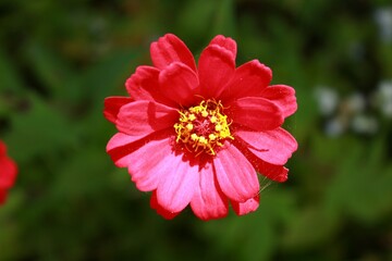 Obraz premium red hibiscus flower