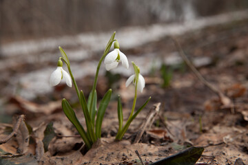 Blooming snowdrop flowers in forest