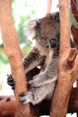 A cute Koala bear in a Eucalyptus tree, bushland Victoria, Australia.