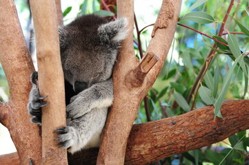 A cute Koala bear in a Eucalyptus tree, bushland Victoria, Australia.