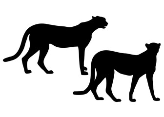 Graceful cheetah in a set.