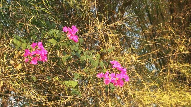 Dry season in the tropics. But bouganvillea blooms. The voices of birds as the background sound
