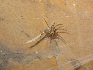 Spider at Home