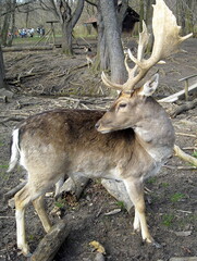 DeerLinzer Tiergarten Vienna Austria