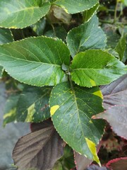 leaves on the ground