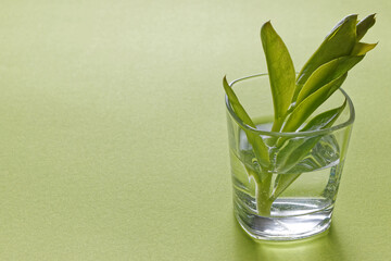 Cut part of green house plant with leaves in glass with water on green background.