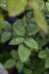 hojas de rosa con gotas de agua