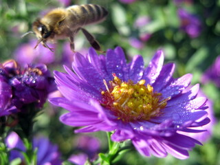 Bee flying away from flower