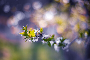 Wiosna © anettastar