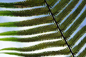 Beautiful fern leaves against a sunny blue sky, low angle view