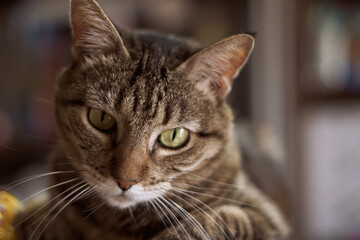 Lovely cat looking to play