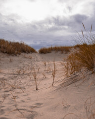 sand dunes and grass