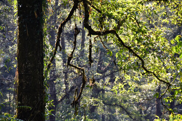 Tree Trunk with branches in Rain Forest