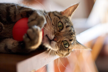Beautiful cat playing with ball