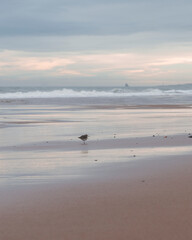 birds on the beach
