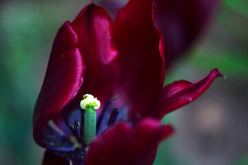 dark red tulip with mooving petals in the windy garden with day light - close up, spring flowers and gifts