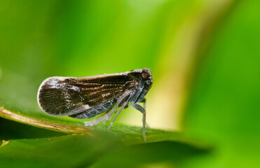 Pintalia delicata leafhopper in lush foliage in Houston, TX showing ventral view. A species of Cixiid planthoppers in the USA.