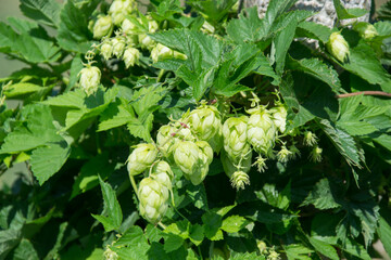 Green fresh background of hop cones and green leaves for making beer, agriculture, close up plant