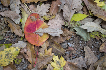 autumn leaves on the ground