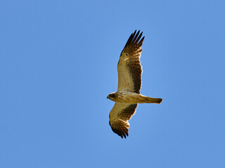 Booted Eagle, Hieraaetus pennatus, flying over crop fields, near the town of Xativa, Spain.