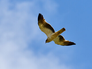 Booted Eagle, Hieraaetus pennatus, flying over crop fields, near the town of Xativa, Spain.