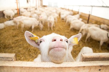 Funny white goat in the farm pen