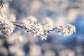 Wiosna © anettastar