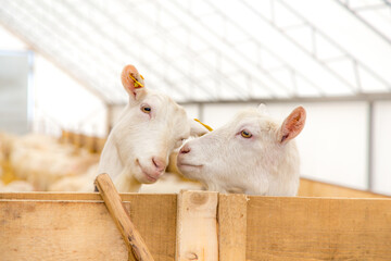 Obraz premium Pretty white goats speaking in the farm pen