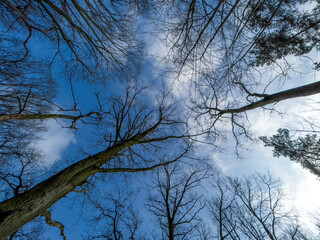 Top up view of the trees in winter. Natural forest in the morning.