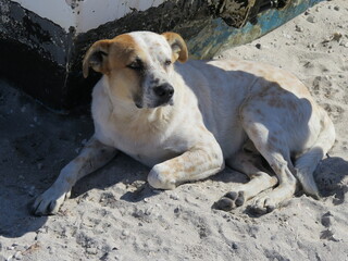 a stray dog on the Tecolote beach in La Paz in Baja California Sur in the month of February, Mexico