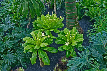 A flowering Brighamia insignis in close up