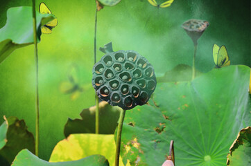 A lotus plant.