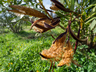 Nerium oleander seeds in a pod on the branches