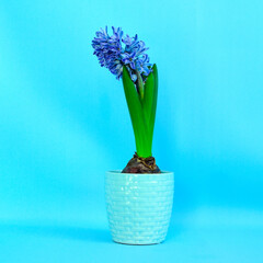 Blue Hyacinth flower, easter background, first spring flower