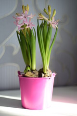 Pink hyacinth in a pink bucket in the sunshine