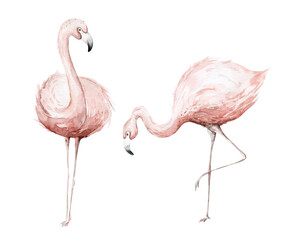 Hand drawn watercolor tropical flamingo birds. set of African flamingos. Exotic rose bird illustrations, jungle tree, brazil trendy art. Perfect for fabric design.
