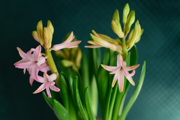 Pink blooming hyacinth on a dark green background