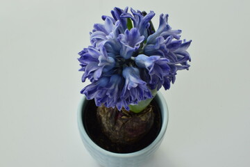 Blue Hyacinth in a blue pot on white background