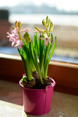 Hyacinth flower, easter background, first spring flower