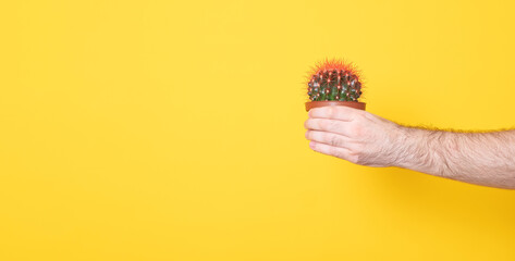 Man's hand holding a mammilaria cactus pot on yellow background. Banner copy spase.