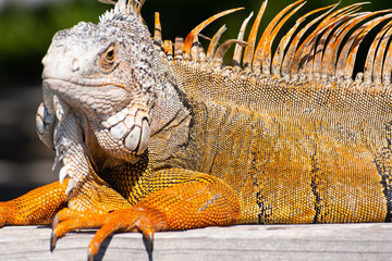 large orange iguana on a concrete wall