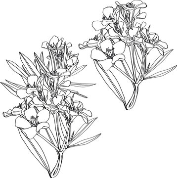 set sketch of oleander