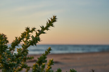 Image of bushes on the seashore.