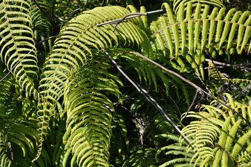 FRESH AND GREEN HIMALAYAN FERN