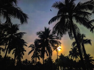 Fototapeta premium palm trees at sunset