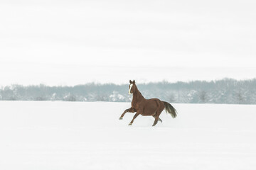 Pferd